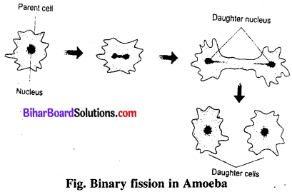 Bihar Board 12th Biology Model Question Paper 1 in English Medium 1