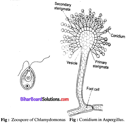Bihar Board 12th Biology Model Question Paper 1 in English Medium 2