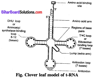 Bihar Board 12th Biology Model Question Paper 1 in English Medium 4