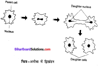 Bihar Board 12th Biology Model Question Paper 1 in Hindi 1
