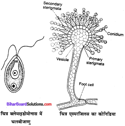 Bihar Board 12th Biology Model Question Paper 1 in Hindi 2