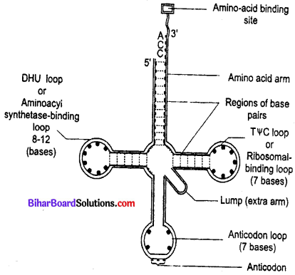 Bihar Board 12th Biology Model Question Paper 1 in Hindi 3
