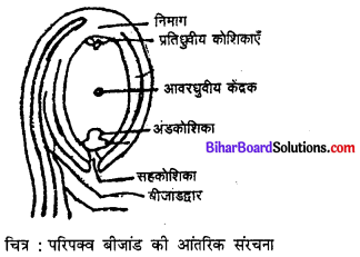 Bihar Board 12th Biology Model Question Paper 2 in Hindi 1