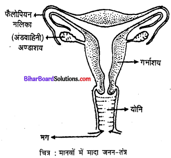 Bihar Board 12th Biology Model Question Paper 2 in Hindi 4