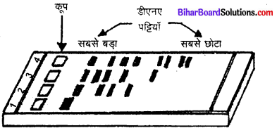 Bihar Board 12th Biology Model Question Paper 2 in Hindi 5