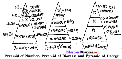 Bihar Board 12th Biology Model Question Paper 3 in English Medium 1