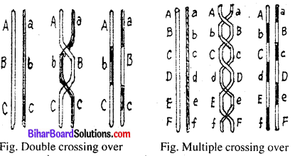 Bihar Board 12th Biology Model Question Paper 3 in English Medium 2