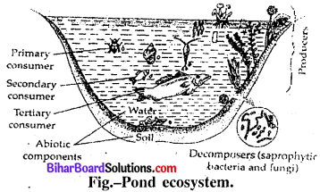 Bihar Board 12th Biology Model Question Paper 3 in English Medium 3