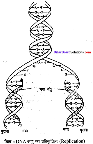 Bihar Board 12th Biology Model Question Paper 3 in Hindi 1