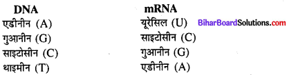 Bihar Board 12th Biology Model Question Paper 3 in Hindi 2