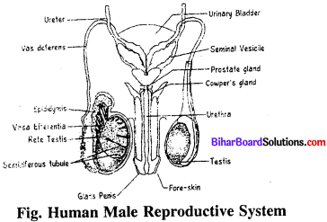 Bihar Board 12th Biology Model Question Paper 4 in English Medium 1