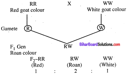 Bihar Board 12th Biology Model Question Paper 5 in English Medium 1