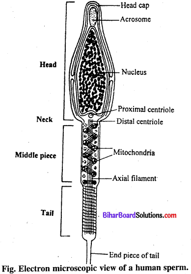 Bihar Board 12th Biology Model Question Paper 5 in English Medium 2