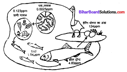 Bihar Board 12th Biology Model Question Paper 5 in Hindi 4
