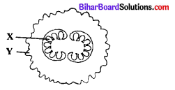 Bihar Board 12th Biology Objective Answers Chapter 1 Reproduction in Organisms 6