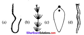 Bihar Board 12th Biology Objective Answers Chapter 1 जीवों में जनन 1