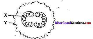 Bihar Board 12th Biology Objective Answers Chapter 1 जीवों में जनन 2
