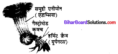 Bihar Board 12th Biology Objective Answers Chapter 13 जीव और समष्टियाँ 2