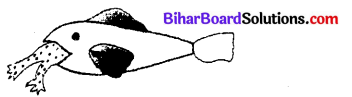 Bihar Board 12th Biology Objective Answers Chapter 13 जीव और समष्टियाँ 3