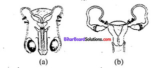 Bihar Board 12th Biology Objective Answers Chapter 4 जनन स्वास्थ्य 2
