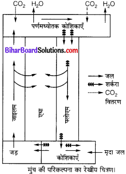 Bihar Board Class 10 Science Solutions Chapter 6 जैव प्रक्रम