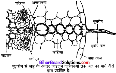 Bihar Board Class 10 Science Solutions Chapter 6 जैव प्रक्रम 