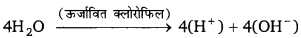 Bihar Board Class 10 Science Solutions Chapter 6 जैव प्रक्रम