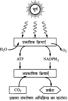Bihar Board Class 10 Science Solutions Chapter 6 जैव प्रक्रम 