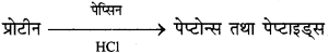 Bihar Board Class 10 Science Solutions Chapter 6 जैव प्रक्रम