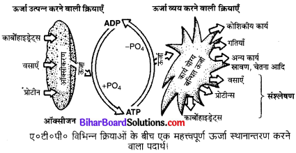 Bihar Board Class 10 Science Solutions Chapter 6 जैव प्रक्रम