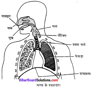 Bihar Board Class 10 Science Solutions Chapter 6 जैव प्रक्रम