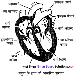 Bihar Board Class 10 Science Solutions Chapter 6 जैव प्रक्रम