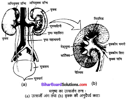 Bihar Board Class 10 Science Solutions Chapter 6 जैव प्रक्रम