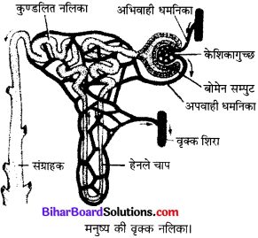 Bihar Board Class 10 Science Solutions Chapter 6 जैव प्रक्रम