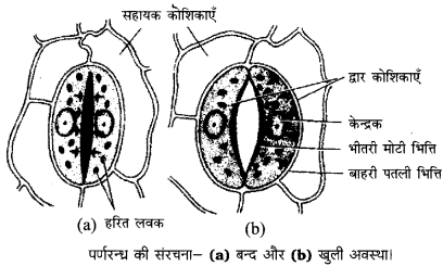 Bihar Board Class 10 Science Solutions Chapter 6 जैव प्रक्रम 