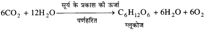 Bihar Board Class 10 Science Solutions Chapter 6 जैव प्रक्रम