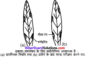 Bihar Board Class 10 Science Solutions Chapter 6 जैव प्रक्रम