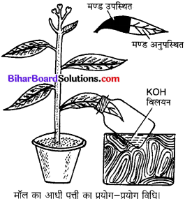 Bihar Board Class 10 Science Solutions Chapter 6 जैव प्रक्रम