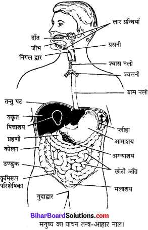 Bihar Board Class 10 Science Solutions Chapter 6 जैव प्रक्रम 