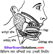 Bihar Board Class 10 Science Solutions Chapter 6 जैव प्रक्रम