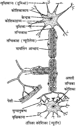 Bihar Board Class 10 Science Solutions Chapter 7 नियंत्रण एवं समन्वय