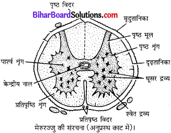 Bihar Board Class 10 Science Solutions Chapter 7 नियंत्रण एवं समन्वय