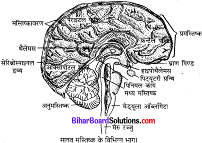 Bihar Board Class 10 Science Solutions Chapter 7 नियंत्रण एवं समन्वय