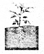 Bihar Board Class 6 Science Solutions Chapter 7 पेड़-पौधों की दुनिया 1