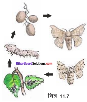 Bihar Board Class 7 Science Solutions Chapter 11 रेशों से वस्त्र तक 1