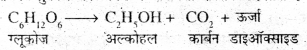 Bihar Board Class 7 Science Solutions Chapter 15 जीवों में श्वसन 3
