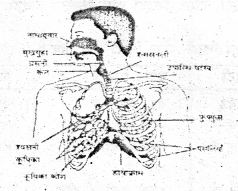Bihar Board Class 7 Science Solutions Chapter 15 जीवों में श्वसन 4