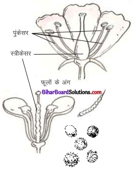Bihar Board Class 7 Science Solutions Chapter 17 पौधों में जनन 1