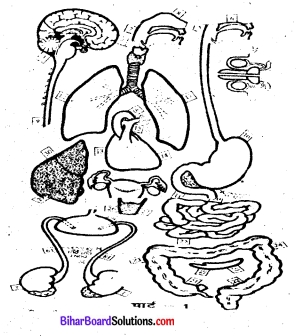 Bihar Board Class 7 Science Solutions Chapter 19 मानव शरीर के आंतरिक अंग 1