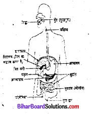 जंतुओं में पोषण कक्षा 7 विज्ञान Bihar Board Chapter 2